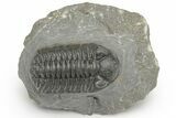 Phacopid (Adrisiops) Trilobite - Jbel Oudriss, Morocco #222402-5